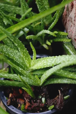 ¿Cuáles son las propiedades del aloe vera?