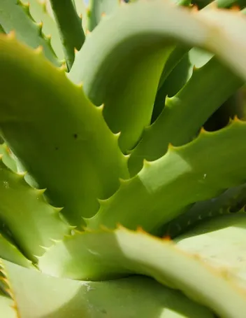 ¿Cuáles son los beneficios de la mezcla de Aloe Vera y Miel?