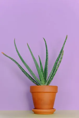 ¿Cuáles son los efectos secundarios del consumo excesivo de aloe vera?