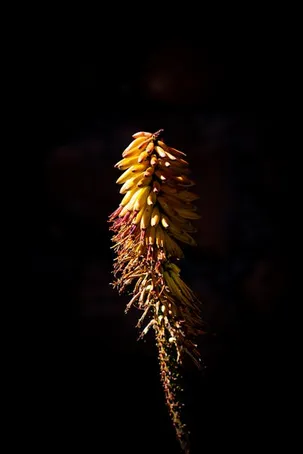 ¿Cuándo florece la Aloe Vera?