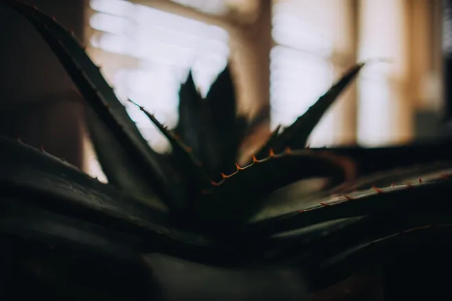¿Cuánta luz necesita mi aloe vera?