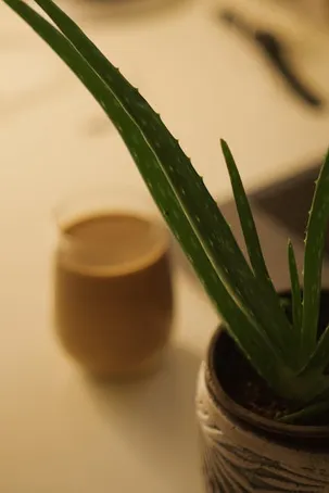 ¿Cuánto tiempo tarda un esqueje de aloe vera en enraizar?