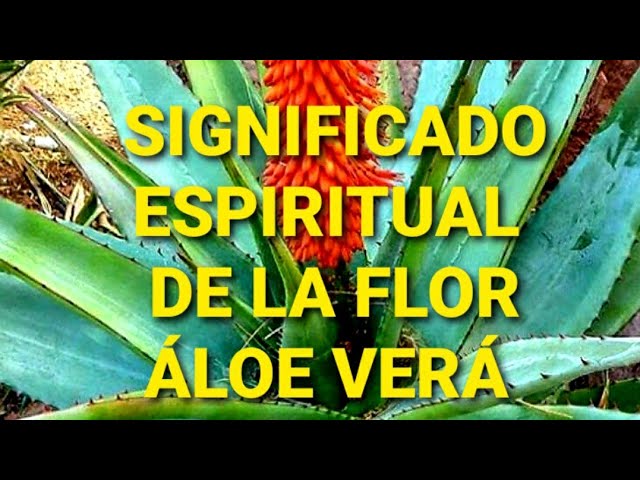 Descubre el poder de la flor de aloe vera