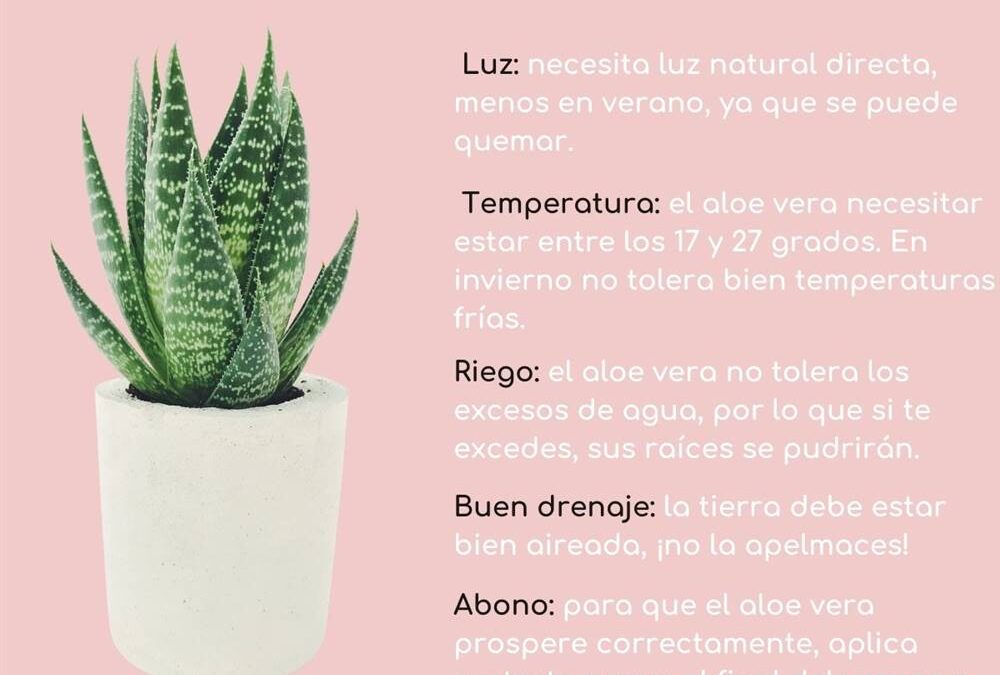Clima ideal para aloe vera: descubre lo que necesita