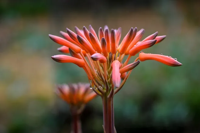 ¿El color de la flor del Aloe Vera cambia según la especie?