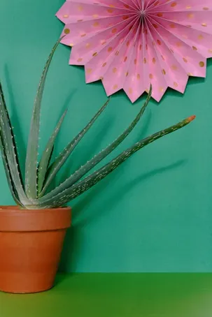 ¿Es seguro usar Aloe Vera rosa?