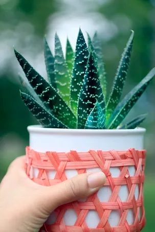 Forever Aloe Vera Gel para el cuidado de las manos y pies
