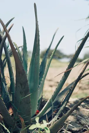 Hábitat natural del aloe vera