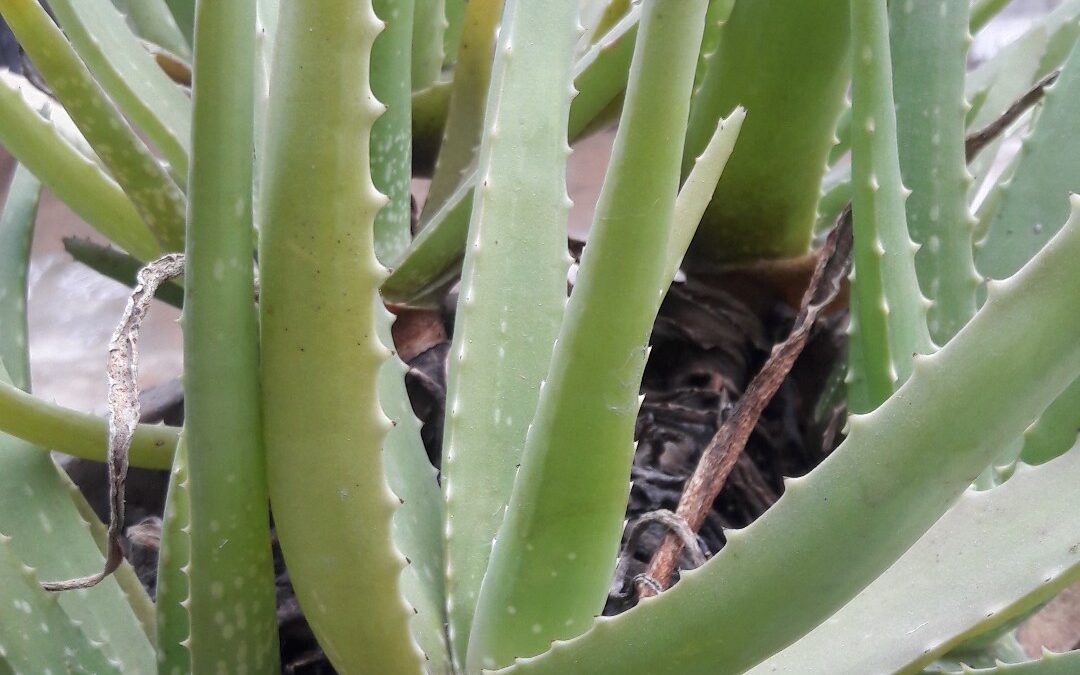 Identifica fácilmente si tu planta es Aloe Vera