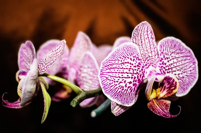 Morado y blanco
