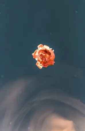 ¿Para qué sirve el agua de rosas?