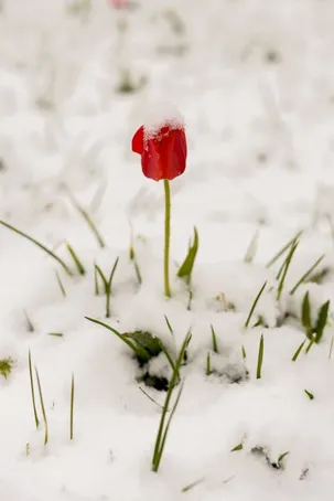 ¿Por qué cambia de color a rosa?