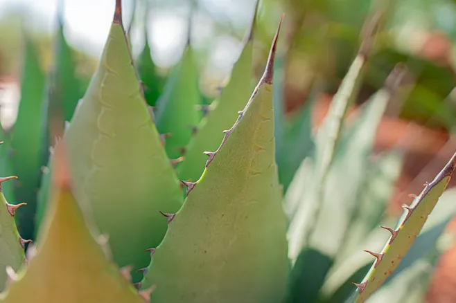 ¿Por qué es importante conocer el género del aloe vera?