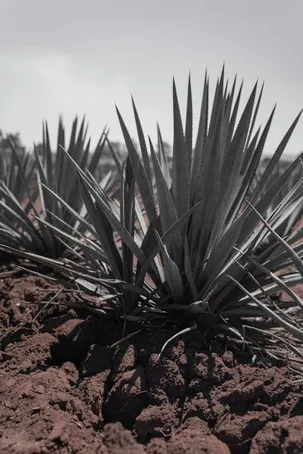 ¿Por qué las puntas del aloe vera se secan?