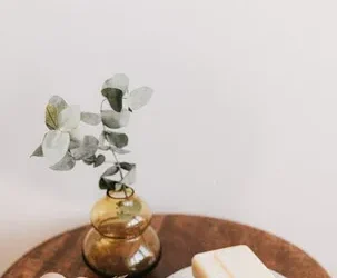 6 cuidados esenciales para tu planta de aloe vera
