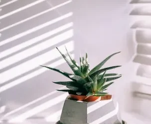 Aloe vera: ¿cuántas veces al mes debes regarlo?