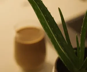 Aloe vera: ¿cuánto tarda en crecer? Descúbrelo aquí