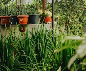 Aloe vera: el salvador de tu gato en casa