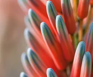 Aloe Vera: ¿Flor roja o amarilla? Descubre la respuesta aquí