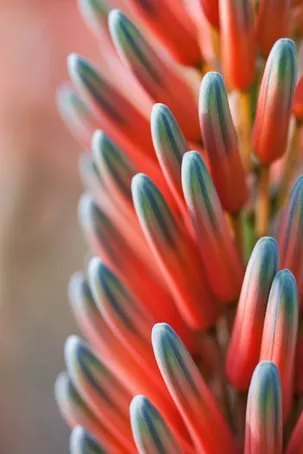 Aloe Vera: ¿Flor roja o amarilla? Descubre la respuesta aquí