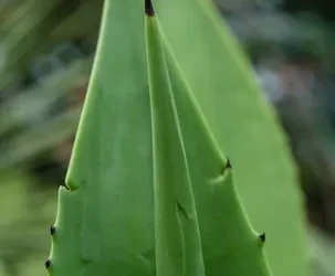 Aloe vera gel: el remedio natural para quemaduras