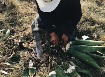 Aloe vera: ¿Macho o hembra? Descubre cómo identificarlos