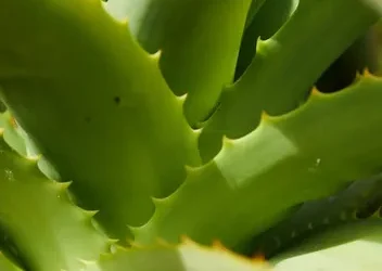 Aloe vera para gatos: ¡Beneficios seguros para tu felino!