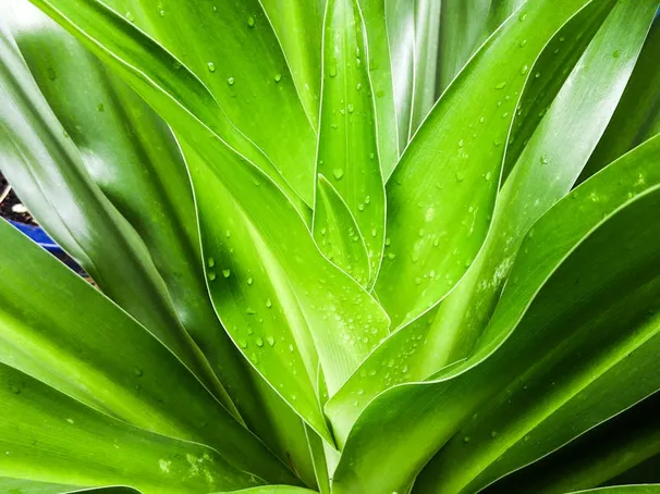 Aloe vera spray: hidratación y frescura en Mercadona