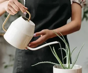 Beneficios del agua de aloe vera Jaloma para salud y belleza