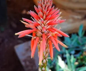 Clima ideal para aloe vera: descubre lo que necesita