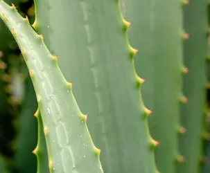 Consejos para conservar tu gel de aloe vera casero