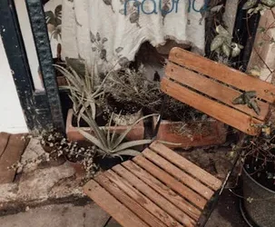 Consigue hijos del aloe vera y rejuvenece tus plantas