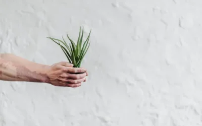 Cuida tu planta de aloe vera en invierno: consejos prácticos
