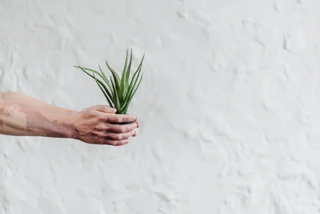 Cuida tu planta de aloe vera en invierno: consejos prácticos