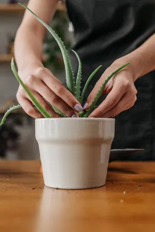 Cuida tus manos con Aloe Vera: aprende a aplicarlo bien