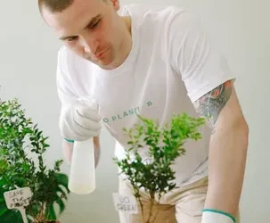 Cultiva y cuida tu propia planta de Aloe Vera: consejos prácticos