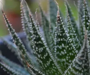 Descubre cómo dibujar una planta de aloe vera: guía paso a paso