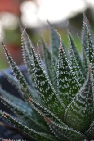Descubre cómo dibujar una planta de aloe vera: guía paso a paso