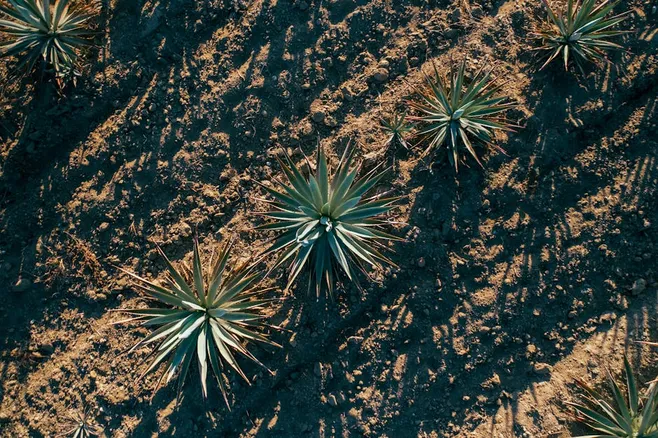 Descubre el poder del gel de aloe vera puro de Atlantia en Mercadona