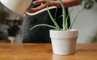 Descubre qué aloe vera puedes comer y sus beneficios