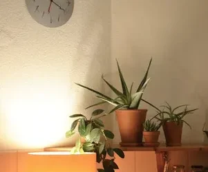 El tiempo ideal de uso del Aloe Vera para aprovechar sus beneficios