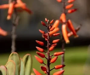 Hábitat del aloe vera: descubre dónde crece esta planta