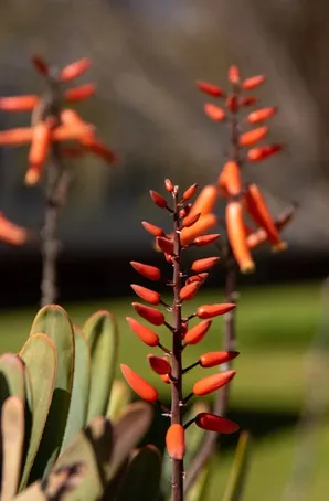 Hábitat del aloe vera: descubre dónde crece esta planta