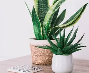 Jarabe de aloe vera: preparación fácil y rápida