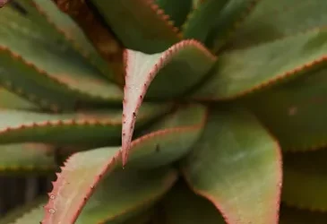 Siembra tu propio aloe vera: consigue semillas de calidad