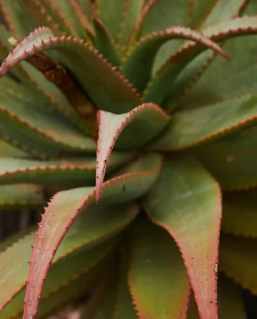 3. ¿Puedo usar Aloe vera en mi gato todos los días?