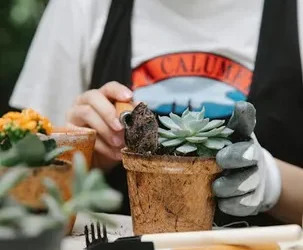 Tierra ideal para cultivar Aloe Vera. Consejos y detalles importantes