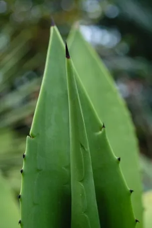 Propiedades del aloe vera