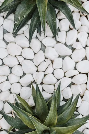 Propiedades medicinales y estéticas del aloe vera
