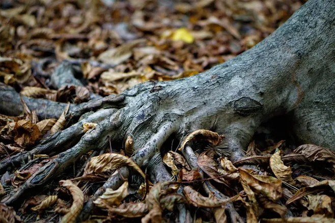 Pudrición de las raíces
